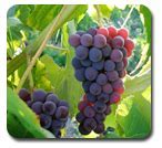 Image result for Fruits That Look Like Grapes