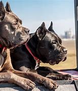 Image result for Prong Collar On Cane Corso