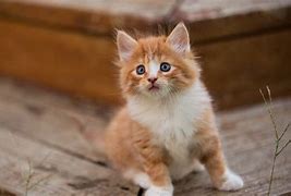 Image result for Cute Cat Wallpaper