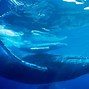 Image result for Save Wallpaper Image Sea Life