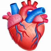 Image result for Anatomical Heart Emoji Apple