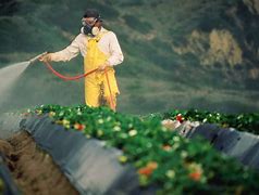 Image result for Pesticides in Food