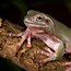 Image result for White Tree Frog Cute