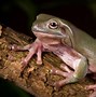 Image result for White Tree Frog Care