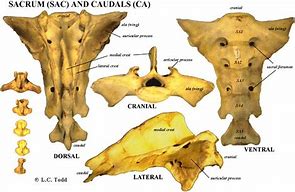 Image result for Rodent Jaw Bone