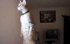 Image result for Standing Baby Cat Meme
