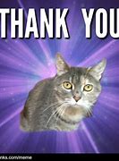 Image result for Thank You Funny Cat Meme