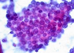 Image result for cytologia