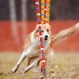 Image result for Picture On How to Measure a Dog