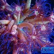 Image result for Coral Glitter