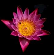 Image result for Single Lotus Flower