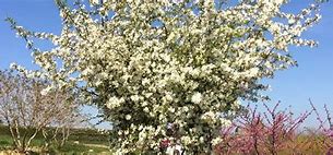 Image result for Malus toringo Brouwers Beauty