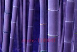 Image result for Bamboo Package