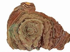 Image result for Neoproterozoic