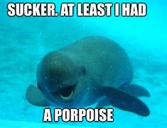 Image result for Porpoise Purpose Meme