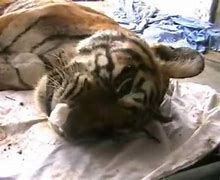 Image result for Tigers Mourning Death
