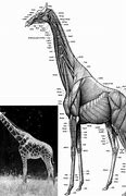 Image result for Giraffe Muscle Cells