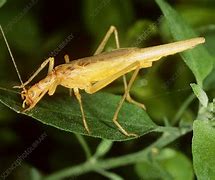 Image result for Snowy Tree Cricket