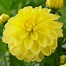 Image result for Dahlia Blue Bell