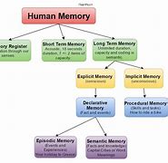 Image result for Label the Brain for Types of Memories