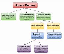 Image result for Types of Working Memory
