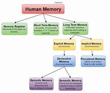Image result for The Human Memory Long-Term Memory Images