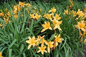 Image result for Hemerocallis Whoopy