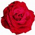 Image result for Rose Rouge PNG