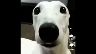 Image result for Dog Teeth Meme