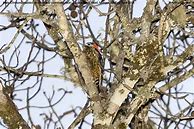 Image result for Dendrocopos cathpharius