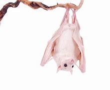 Image result for Typee of Bats Albino