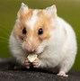Image result for Teddy Bear Hamster with No Fur