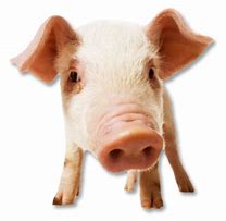 Image result for PNG Pig with Phone