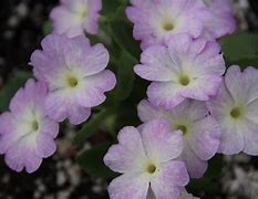 Image result for Primula Pink Aire