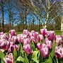 Image result for Keukenhof Tulips