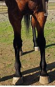 Image result for Bench Kneed Horse