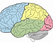 Image result for Brain Watercolor PNG
