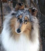 Image result for Blue Merle Smooth Collie