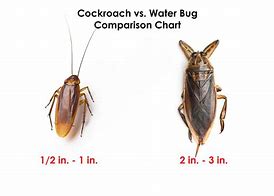 Image result for Difference Between Water Bugs and Roaches