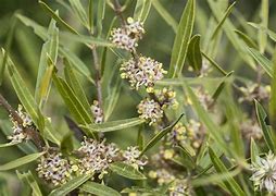 Image result for Phillyrea angustifolia