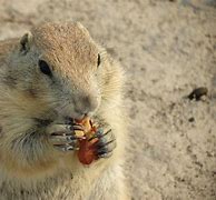 Image result for Prairie Dog Eating