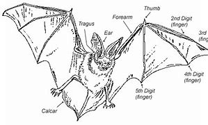 Image result for Parts of a Bat Poster