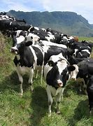 Image result for Cattle Farming