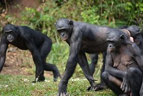 Image result for Bonobo Qi Macaco