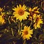 Image result for Yellow iPhone Background Summer