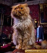 Image result for Harry Potter Kittens
