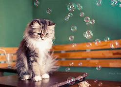 Image result for Kitty Love Bubbles
