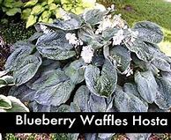 Image result for Hosta Blueberry Waffles