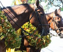 Image result for Lei Animal
