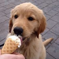 Image result for Pup Ice Cream